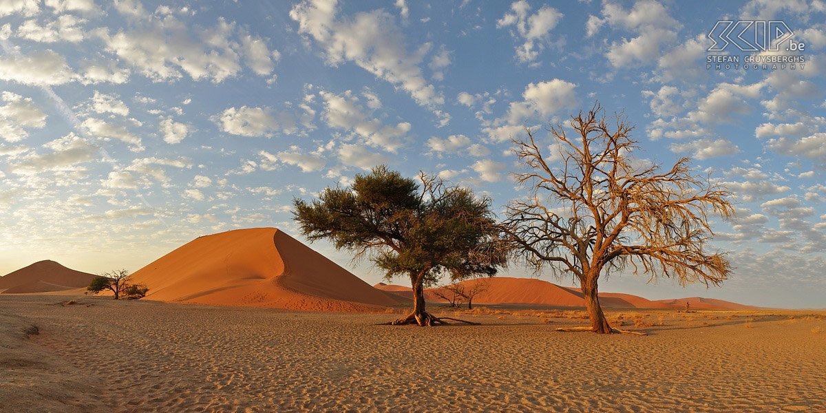 Namib - Duin 45 Duin 45 is een sterduin in Sossuvlei, ze is 170m hoog en kan te voet beklommen worden. Enkele bomen trachten toch nog te overleven tussen de immense zandduinen in de Namib woestijn, een van de droogste woestijnen van de wereld. Stefan Cruysberghs